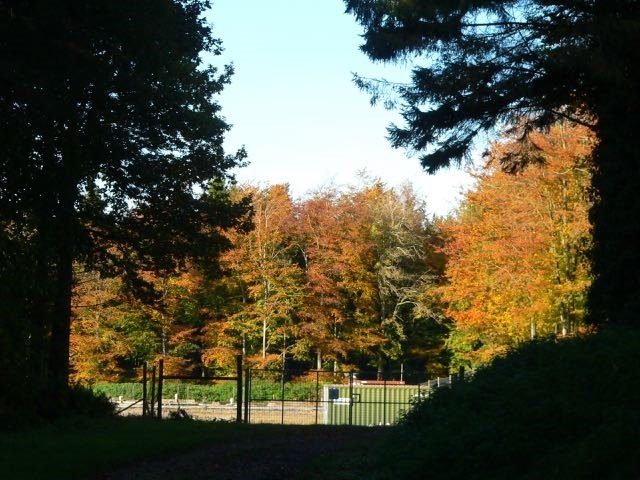 Markwells Wood 6 Ann Stewart